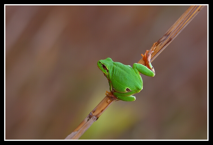 Altra raganella.....