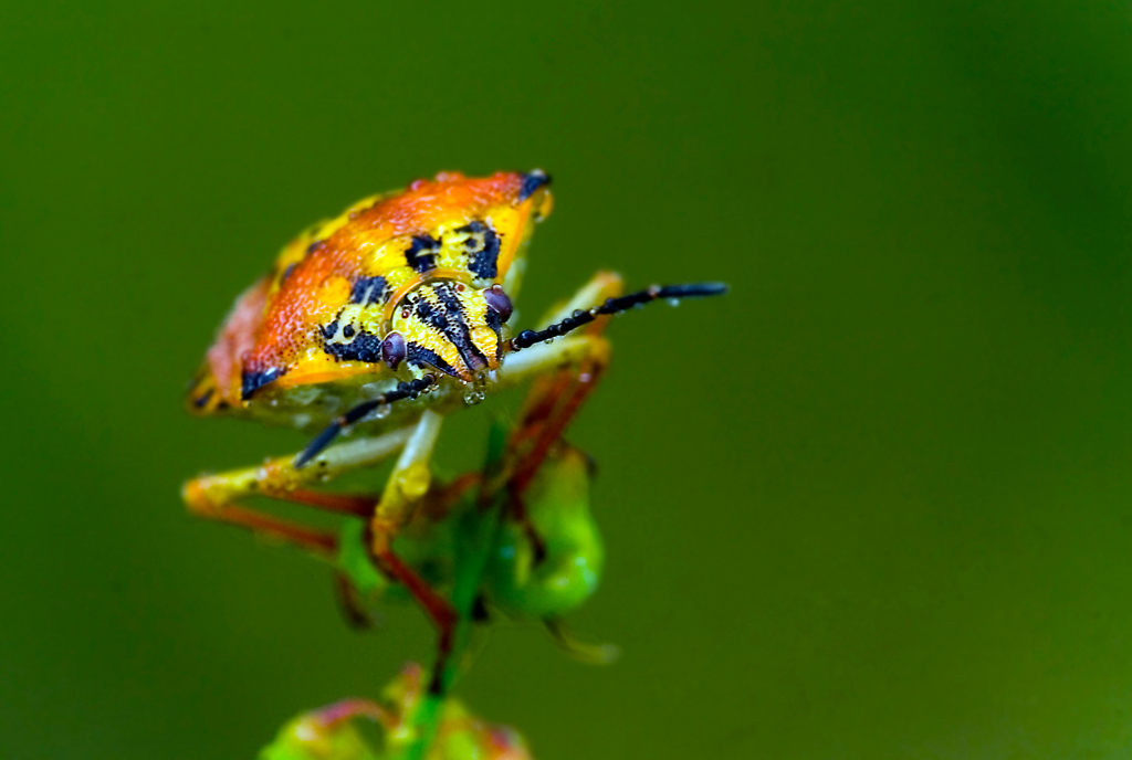 A me gli occhi.............