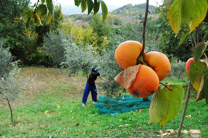 produzione olio d'oliva