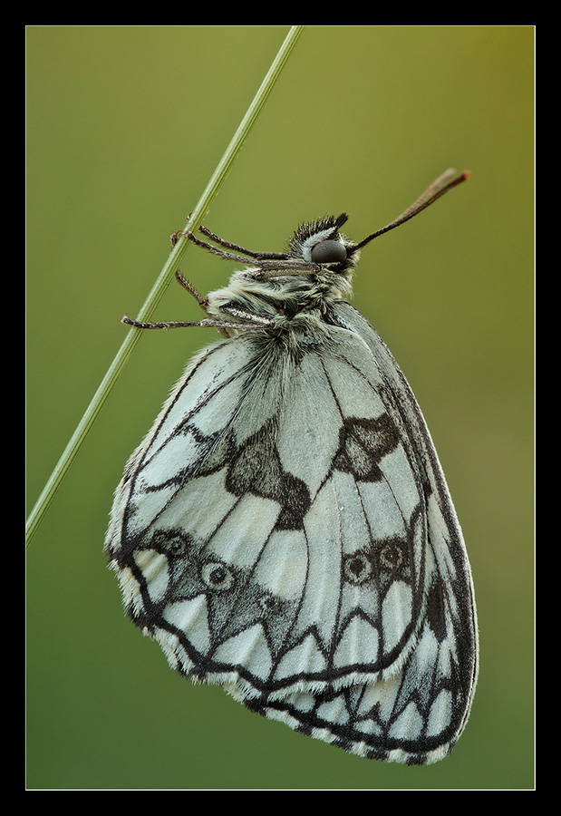 Melanargia galathea