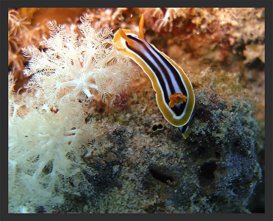 NUDIBRANCO AL PASCOLO