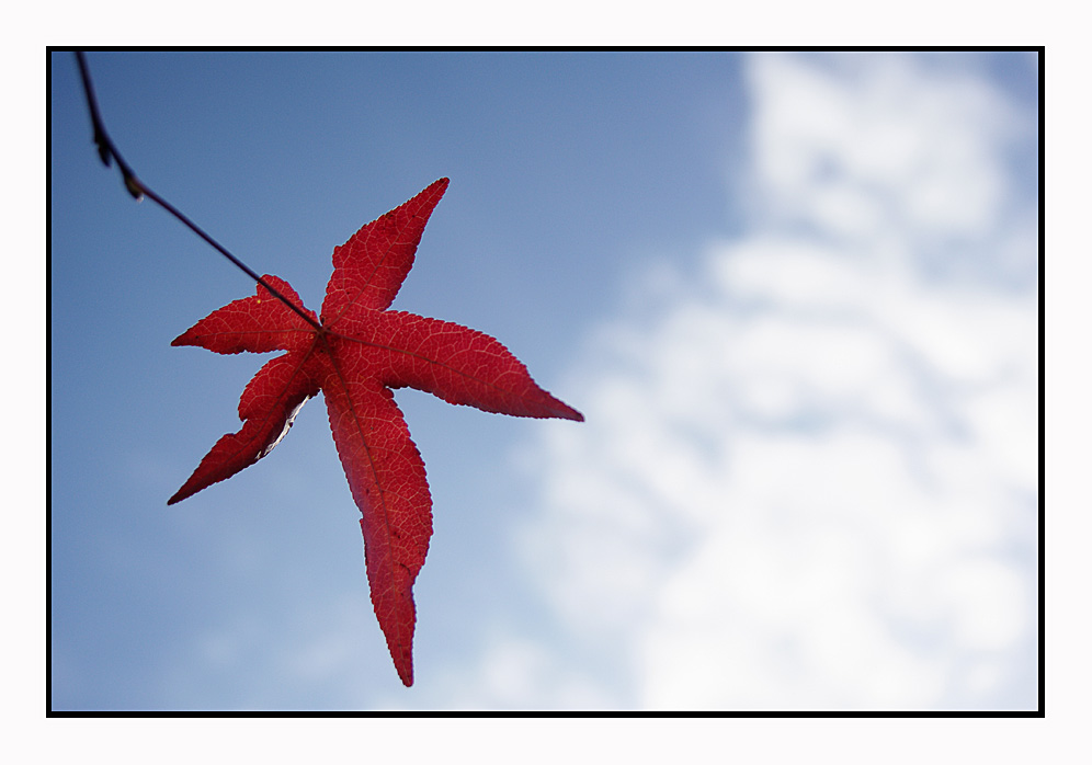 Una foglia nel cielo
