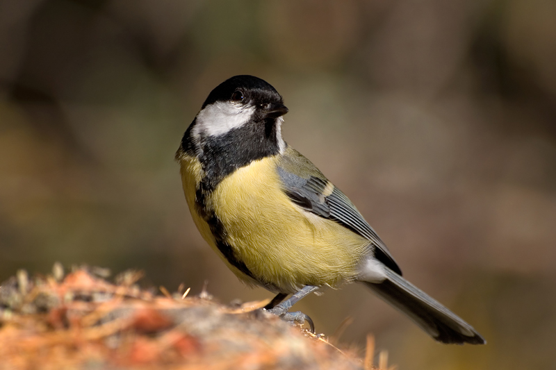 Parus Major