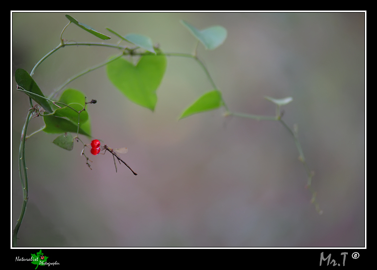 ...a me piace il rosso...