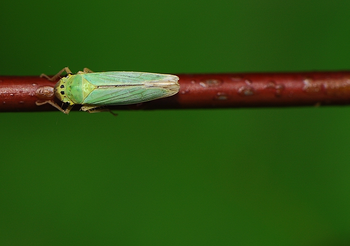 cicadella