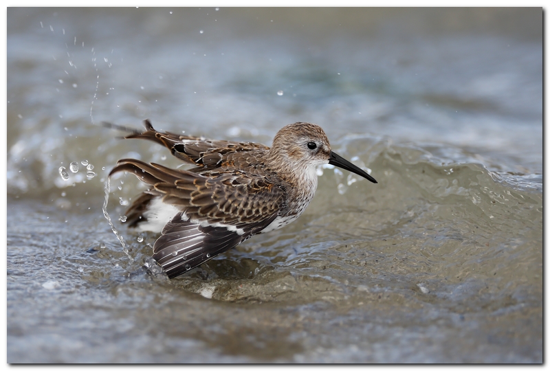 Piovanello pancianera