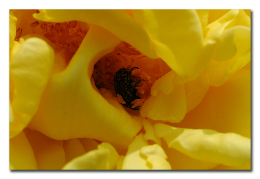 Rosa gialla con insetto