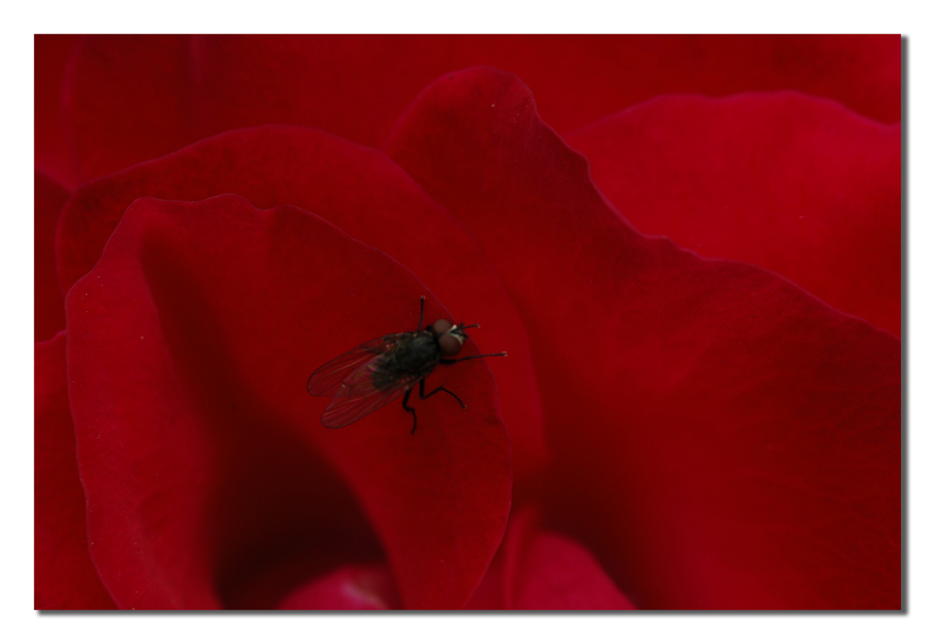 Rosa rossa con mosca