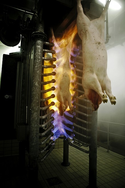 da: una giornata al mattatoio...