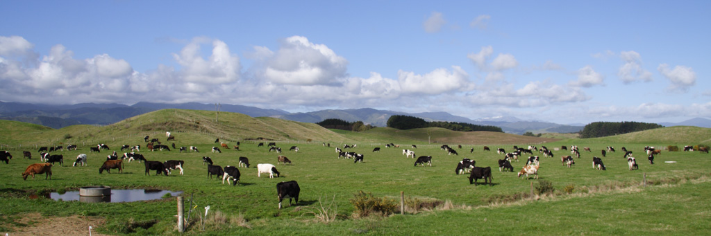 Mucche, erba, cielo e libert�