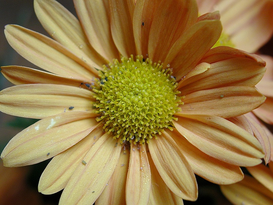 crisantemo con afidi