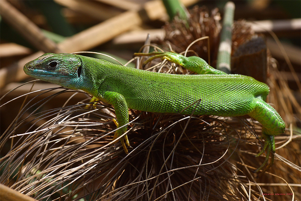 Grosso e Diffidente !!!