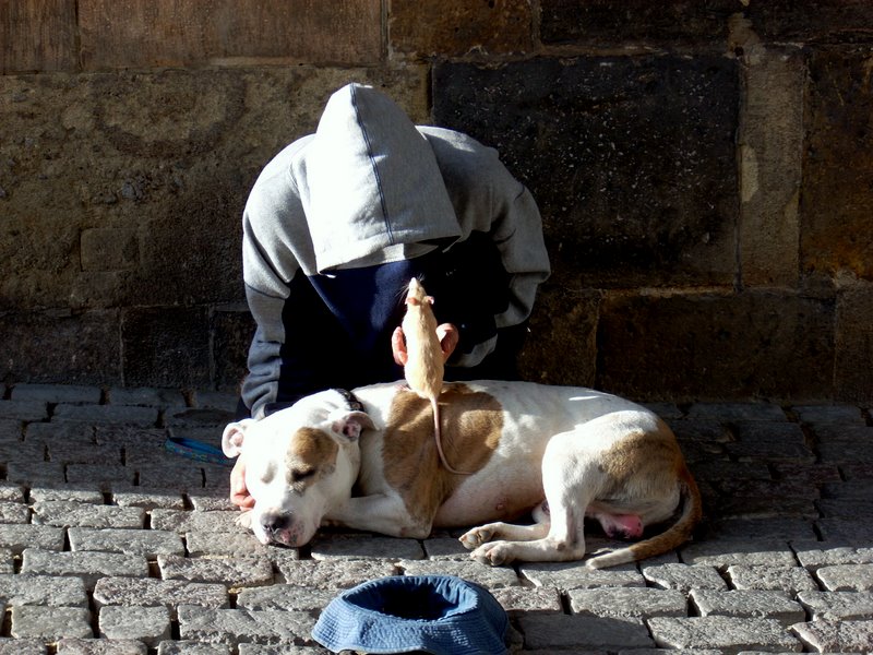 Mendicante, cane e topolino