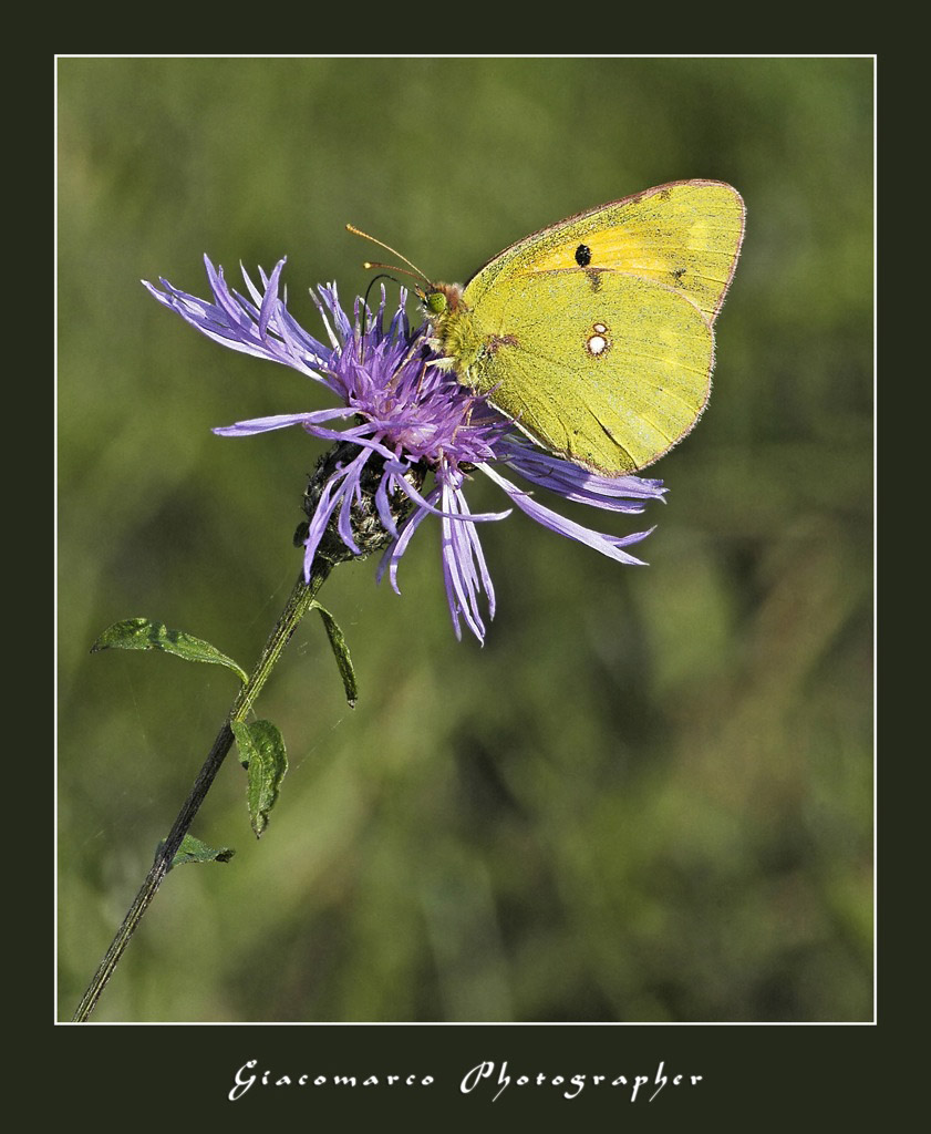 farfi di fine stagione