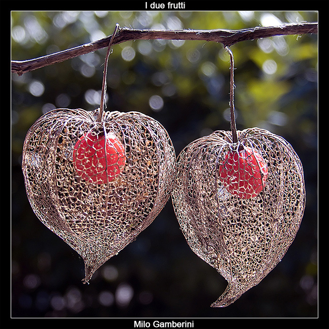 I due frutti