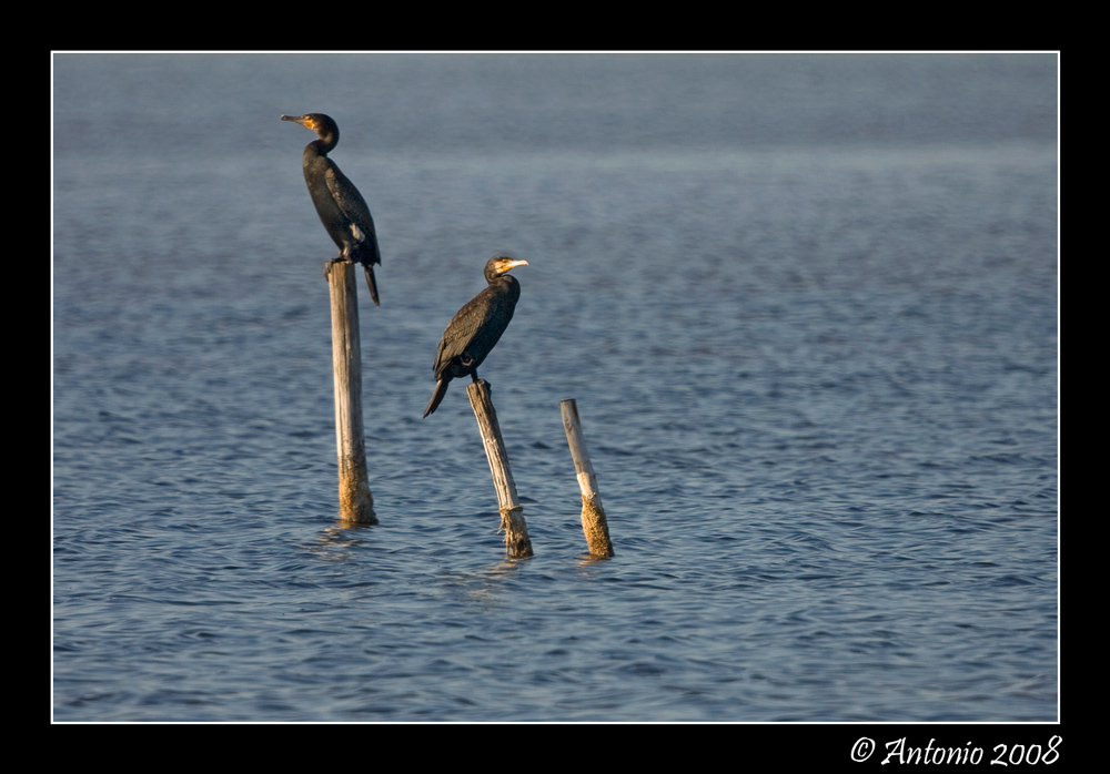 Cormorani