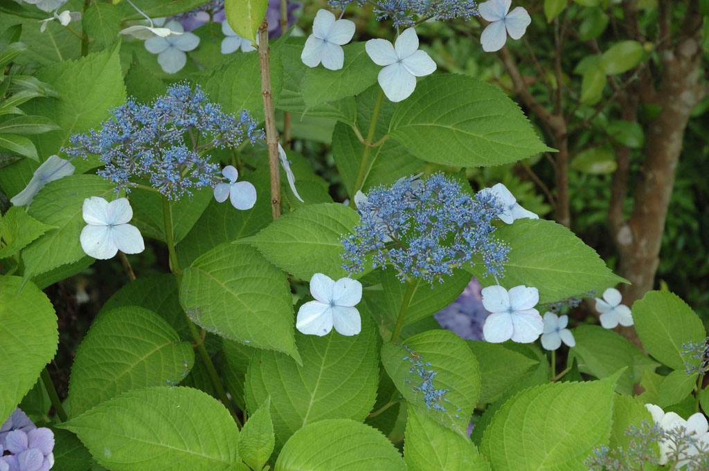 fiori azzurri