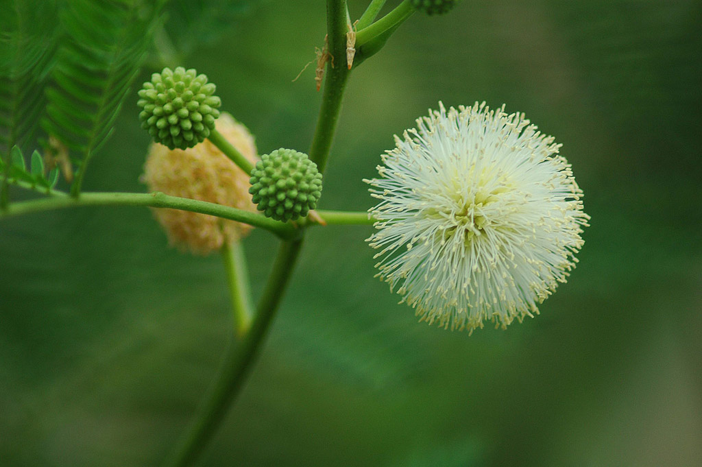 Fiore