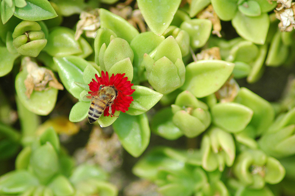 Ape su fiore