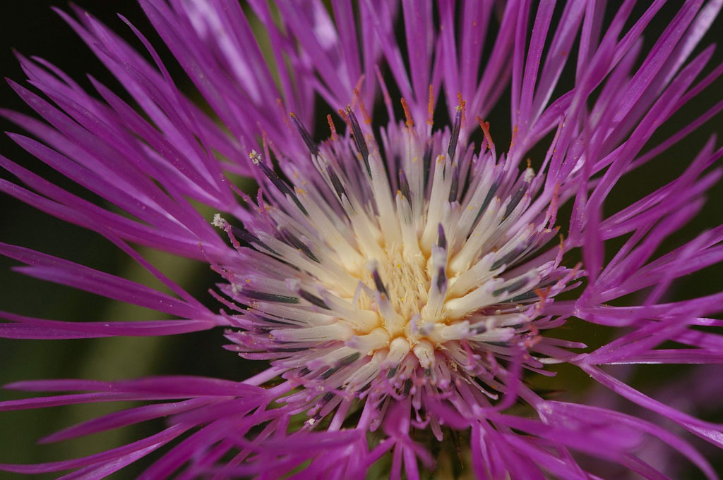 fiore viola