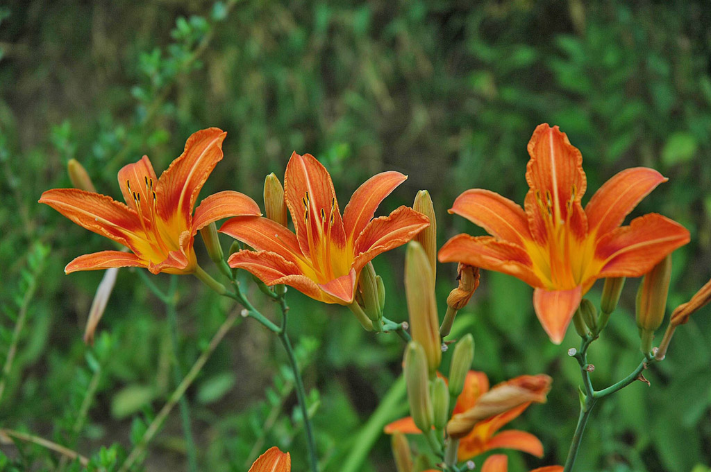 fiori arancioni