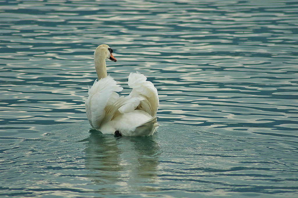 Cigno