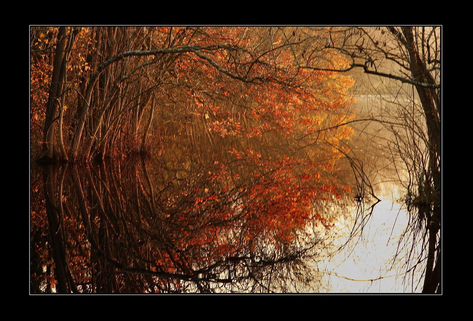 Lo splendore del bosco...