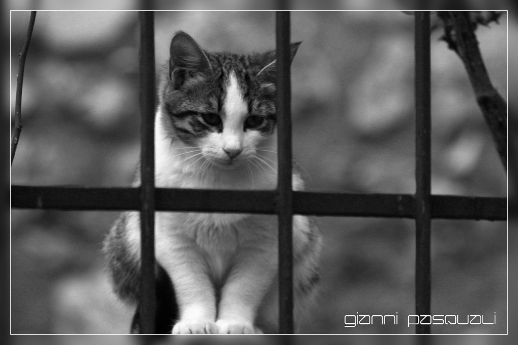 catz&dogz - 3