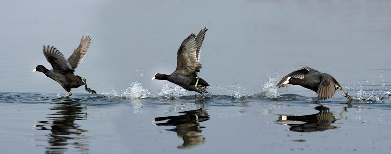 Renzo-Follaghe in corsa