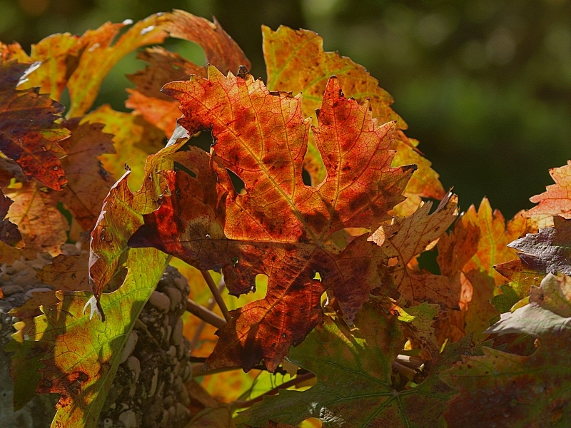 I colori dell'autunno (7)