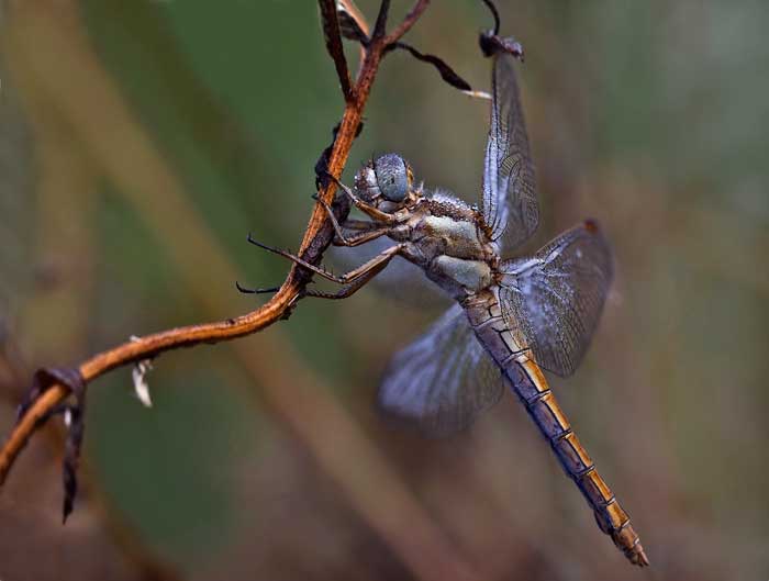 Libellula