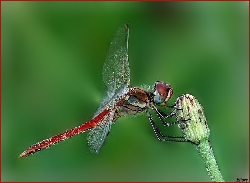 Simpetrum sanguineum maschio