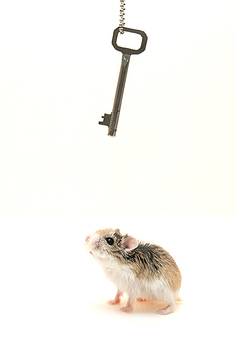 high key (fuori concorso)