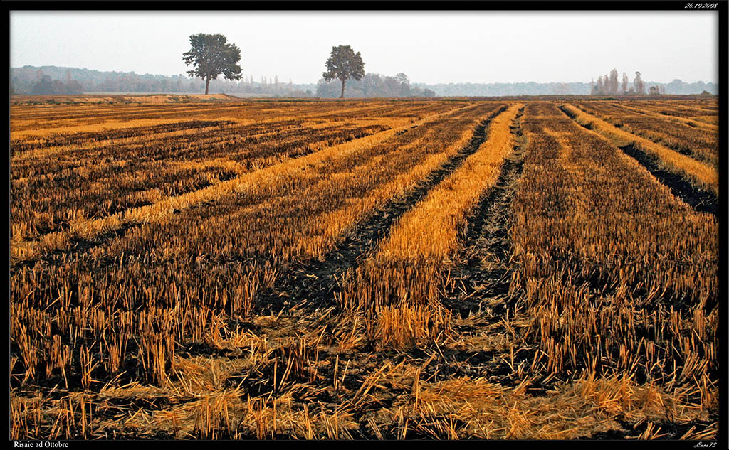 Risaie in Ottobre