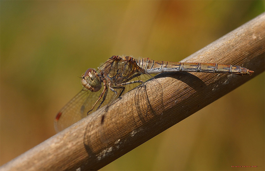 Il Giorno Della Libellula !!!