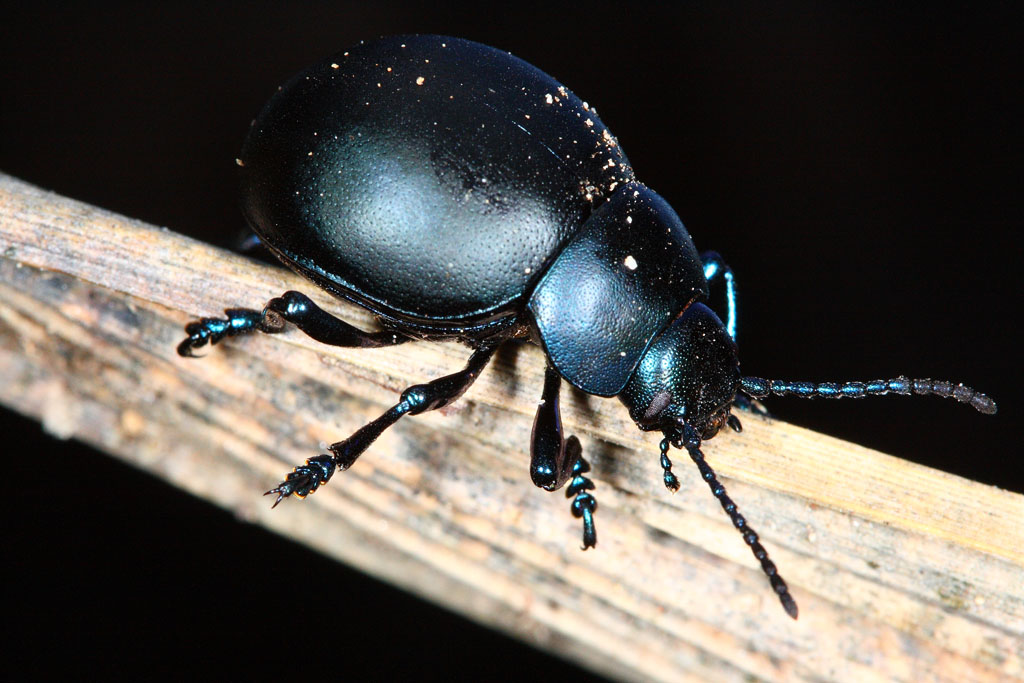 Alla Ricerca dell'Anima Gemella