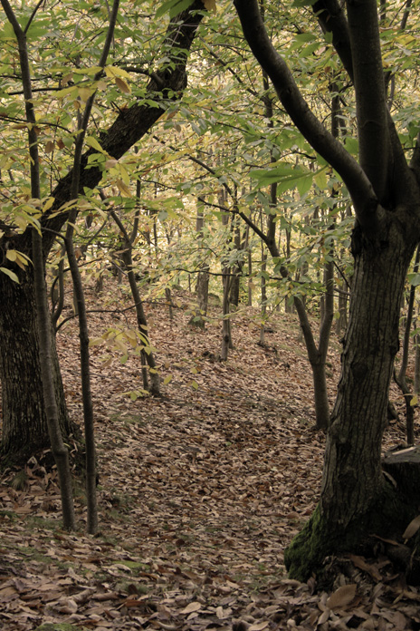 L'autunno,sugli alberi