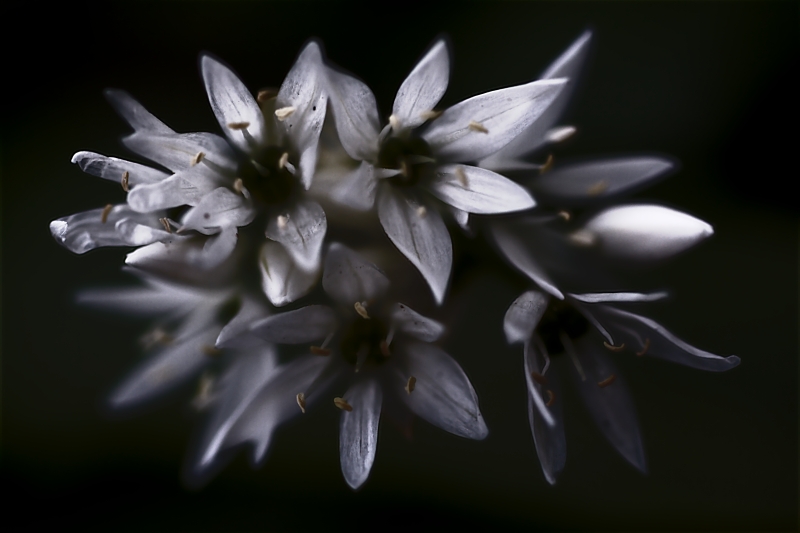 Requiem Per Dieci Bellezze