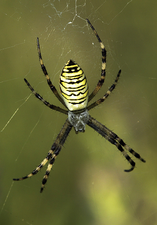 Argiope