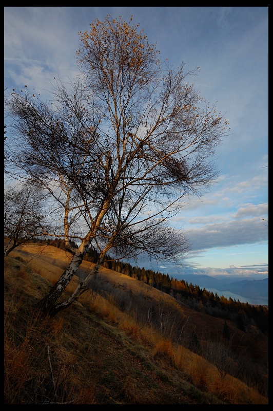 Albero solitario - Mottarone