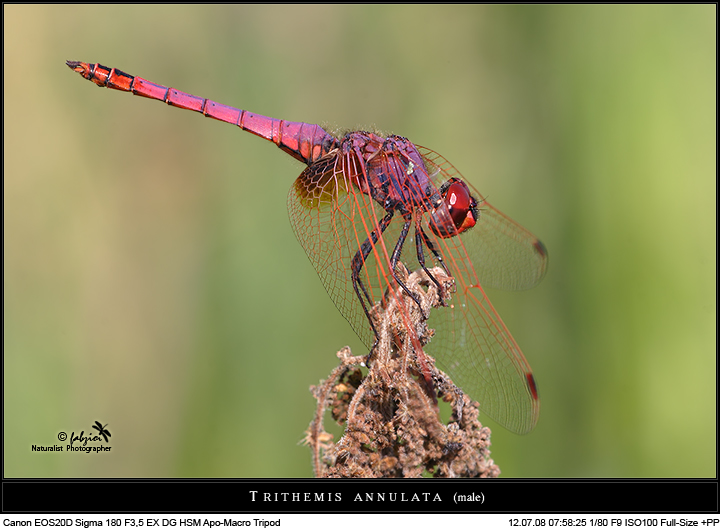 Purple... old passion!