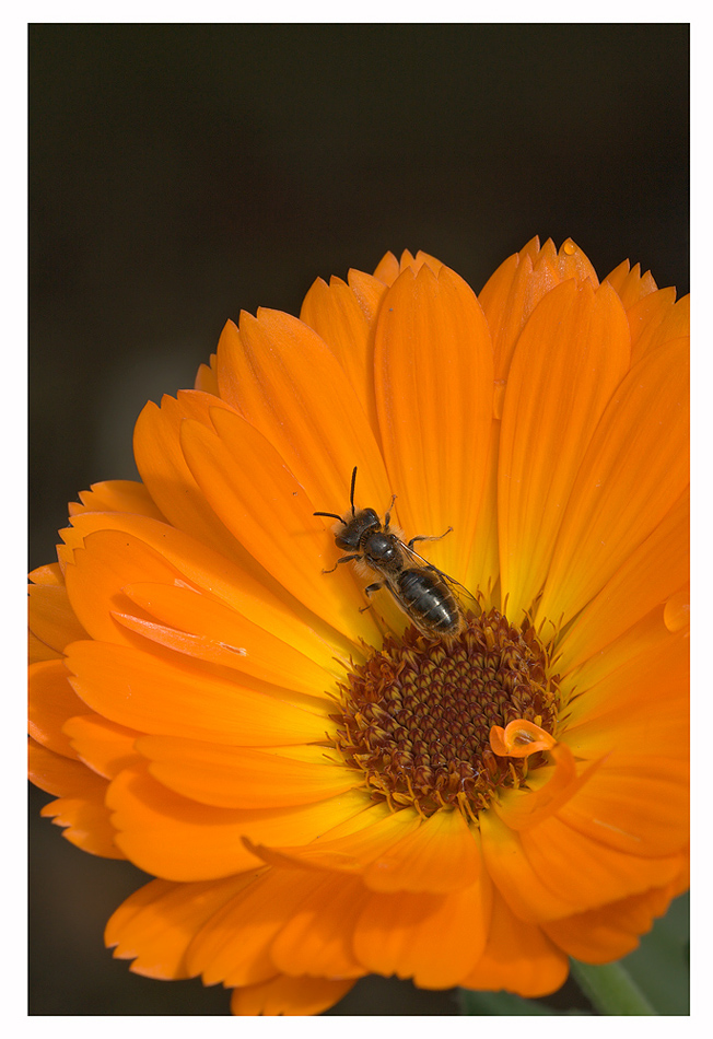 Calendula-officinalis