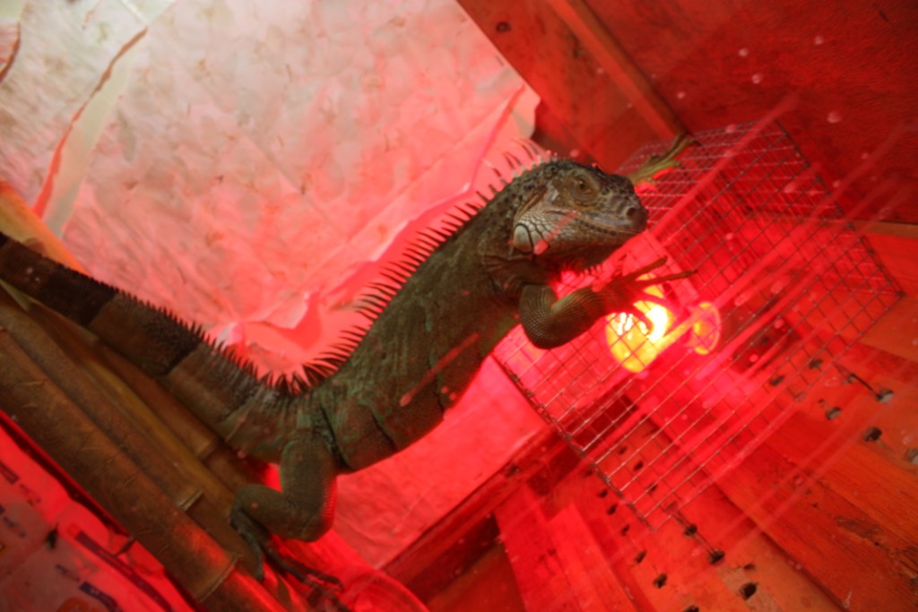 Iguana a luci rosse