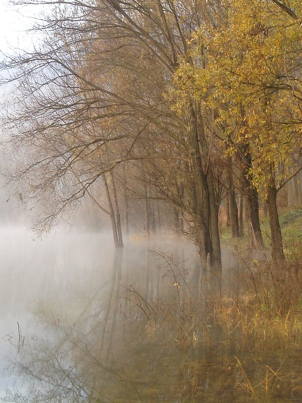 Riflessi tra la nebbia