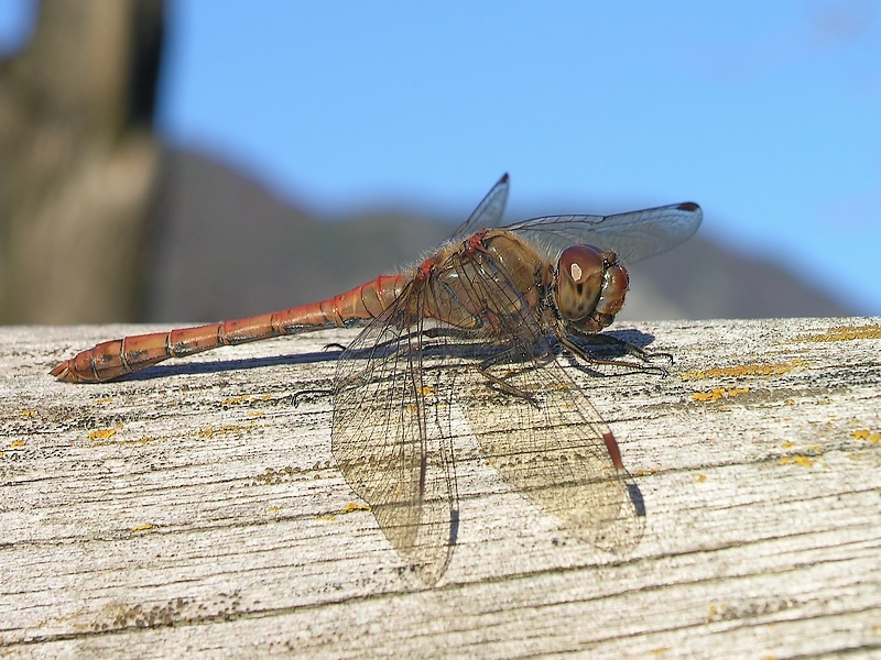 Libellula