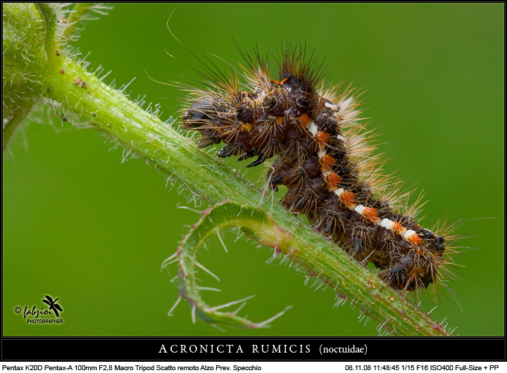 Acronicta rumicis