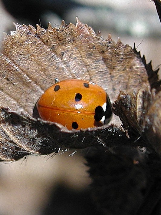 coccinella