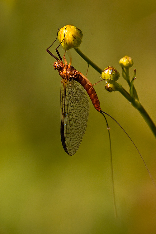 l'effimera e la sfera