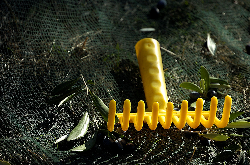 Raccolta delle olive....