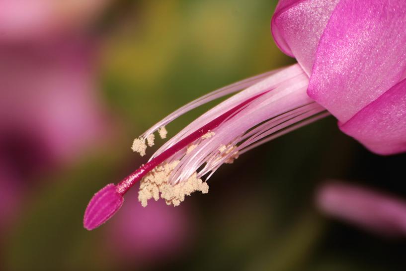 Macro fiore di "Natalina"